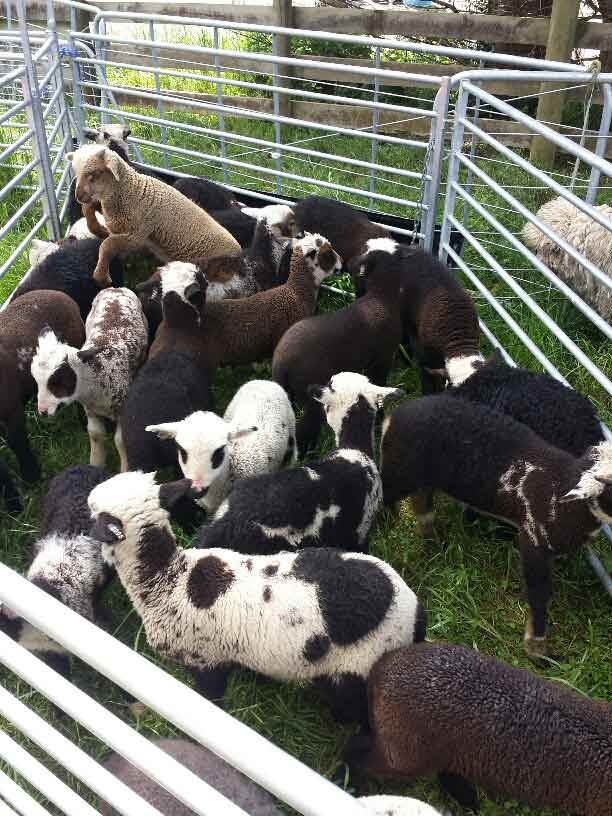 2016 lambs2.jpg