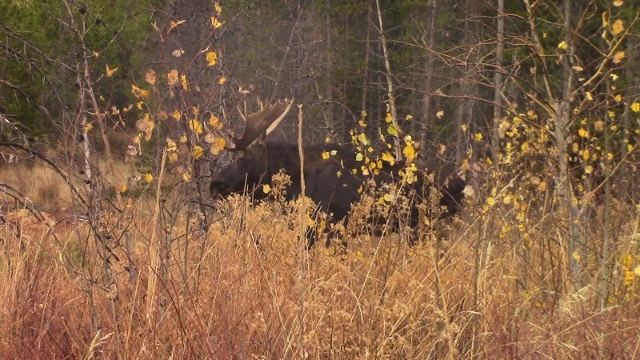 small version moose in brush (640x360).jpg
