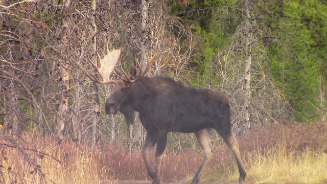 small version of moose (640x360).jpg
