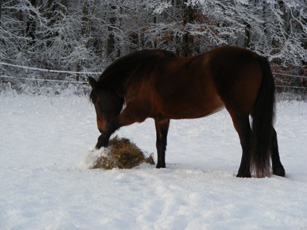 horses and first snow Dec 2016 025a.jpg