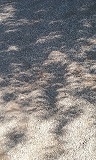 eclipse tree3.jpg
