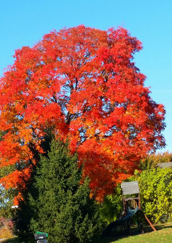 tree in autumn.jpg