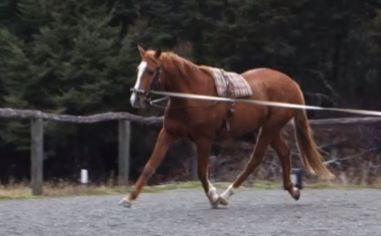 fergal-side-reins-trot-left1.jpg