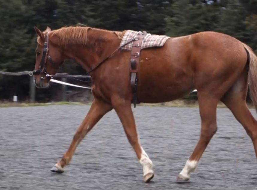 fergal-side-reins-trot-right.jpg