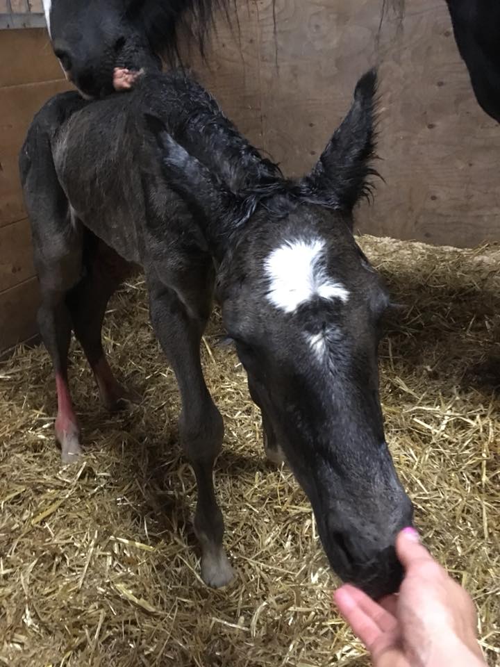 2018Jun08 KammiesFillyFoal4.jpg