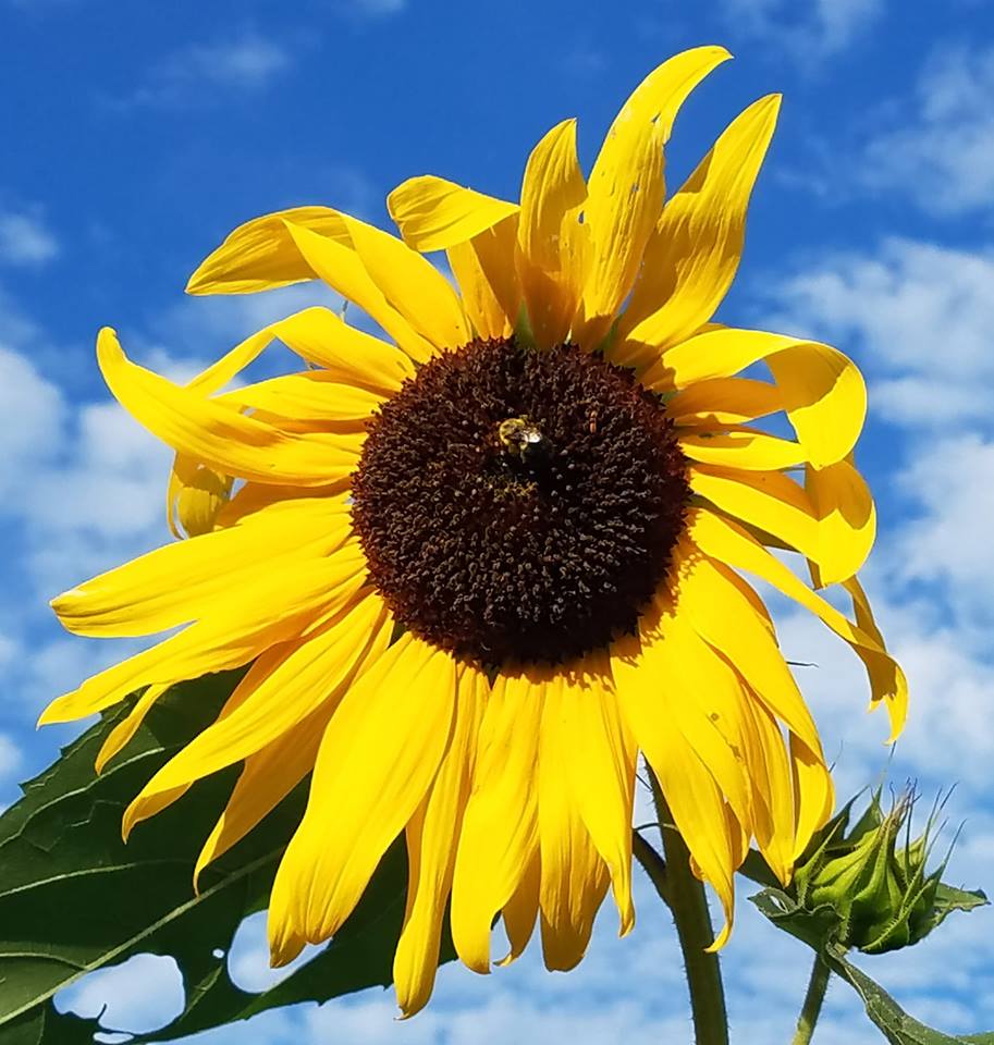 Sunflower2018.jpg