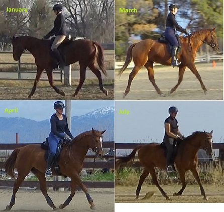 Trot Progression_small.jpg