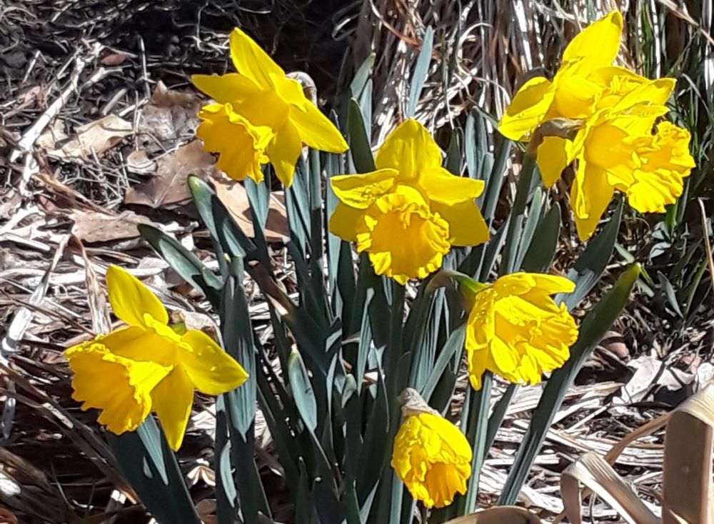 Daffodils Smaller.jpg
