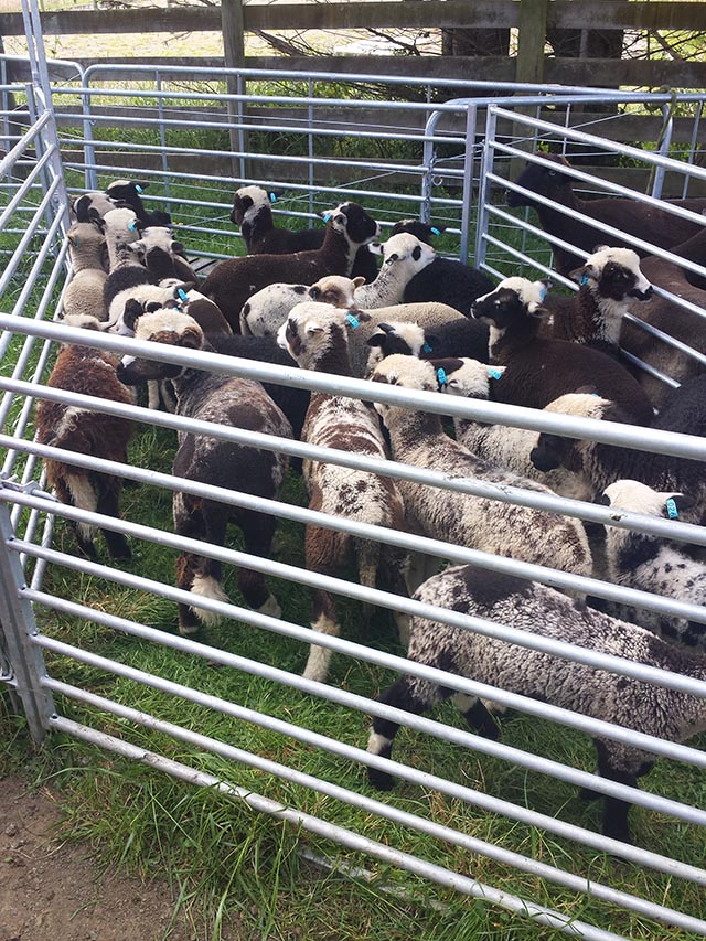 2015 lambs.jpg
