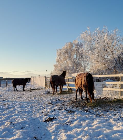 Frosty Morning 10 below.jpg