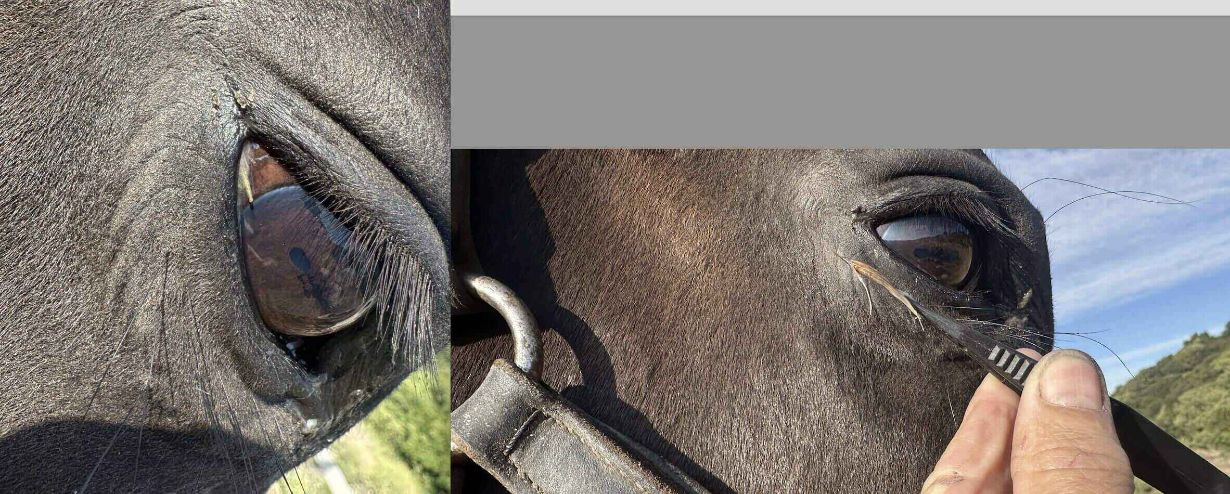 eyes (1) 2 (2).jpeg