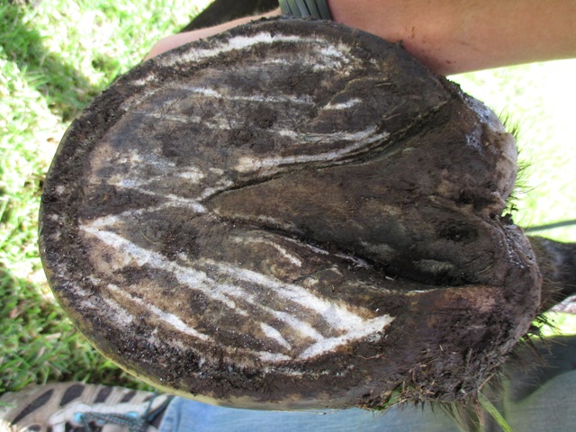front right sole.JPG