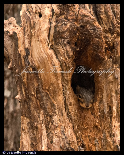 Squirrely Tree-1.jpg
